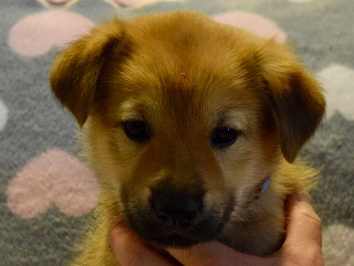 chinook puppy